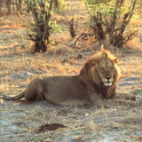 Chobe - Lion